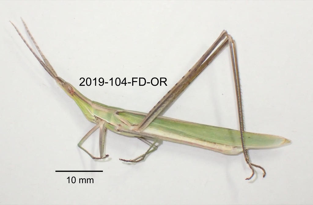lateral