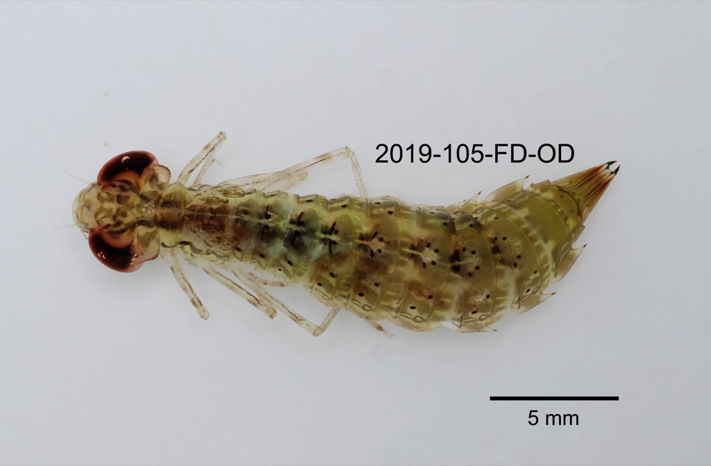 dorsal