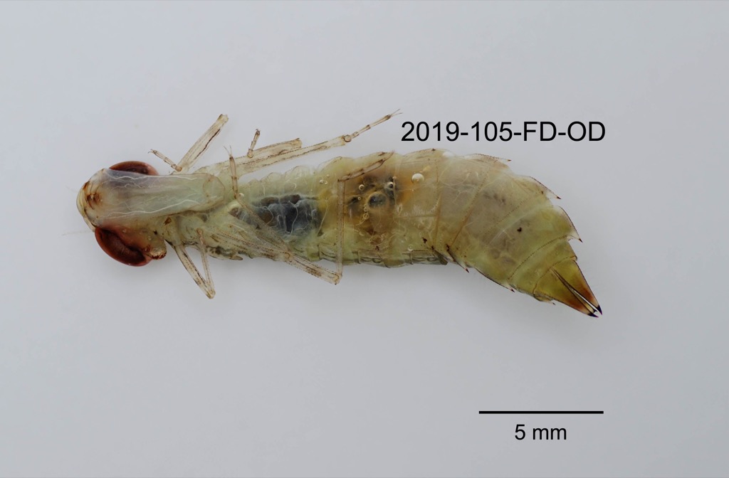 ventral