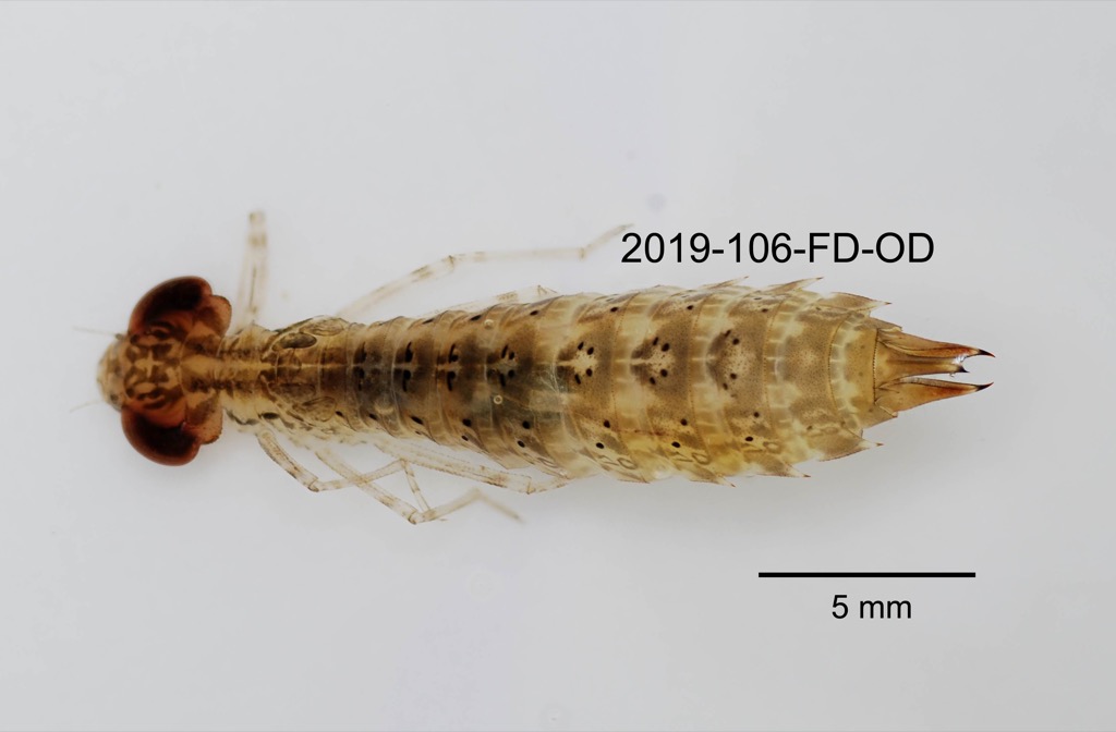 dorsal
