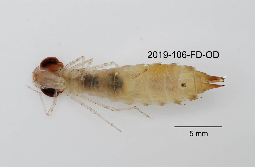 ventral