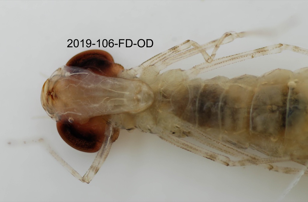 mouth ventral