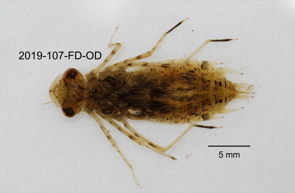 dorsal