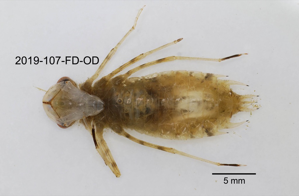 ventral