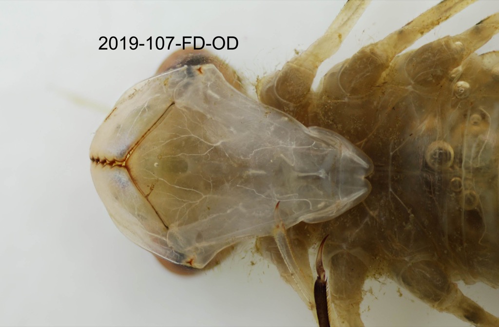 mouth ventral