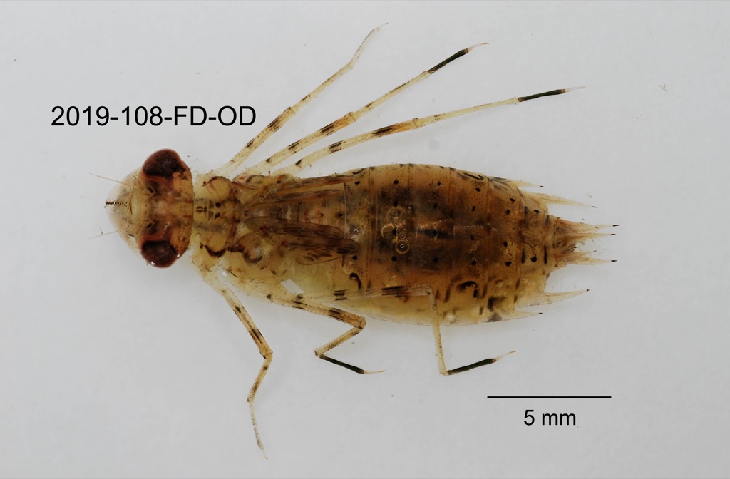 dorsal