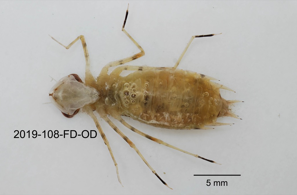 ventral