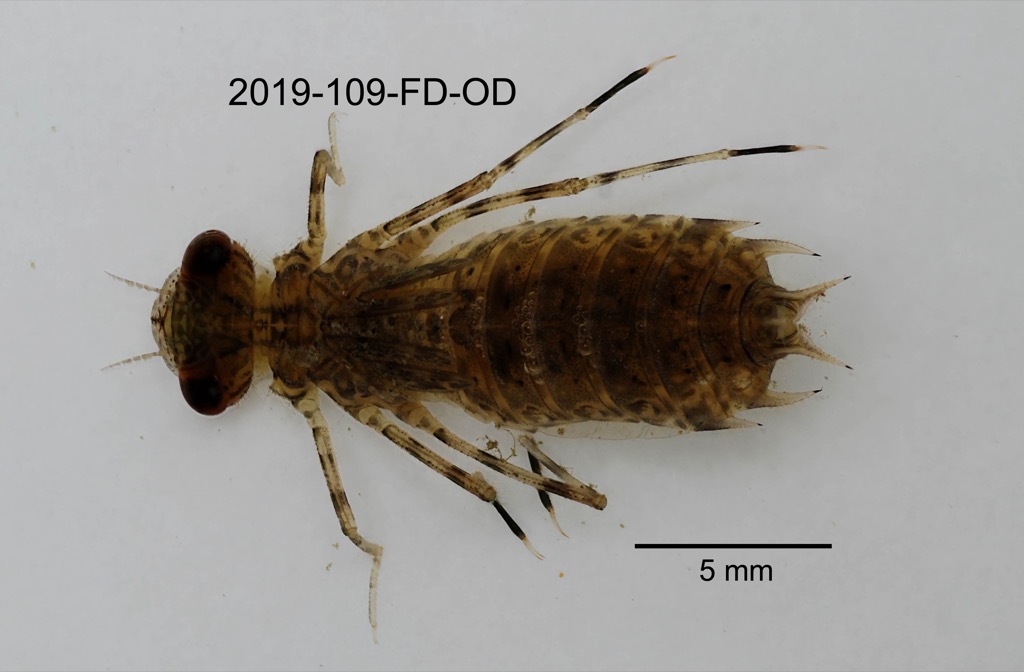dorsal