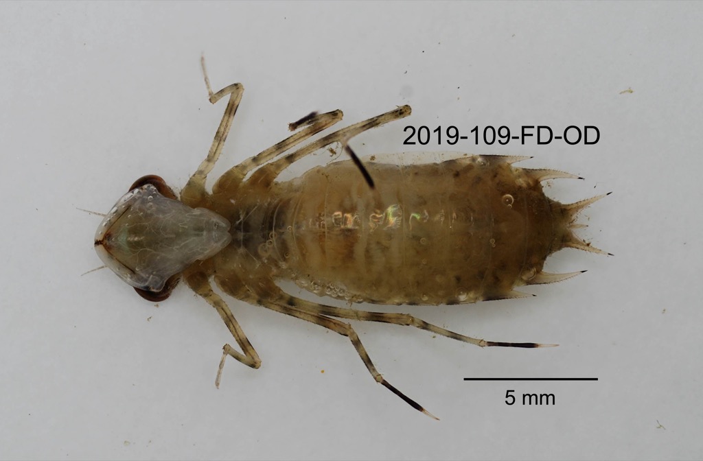 ventral