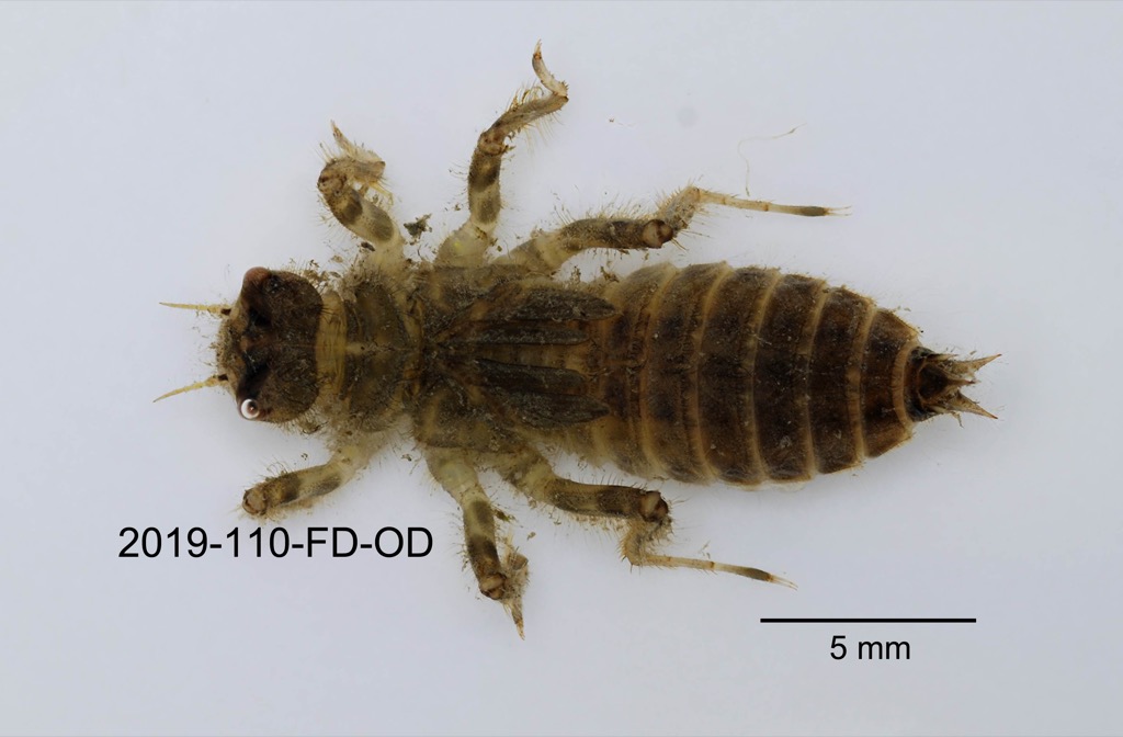 dorsal