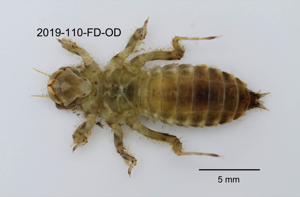 ventral
