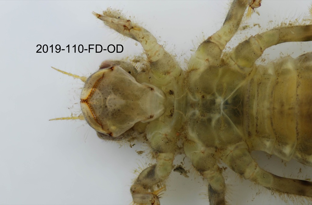 mouth ventral