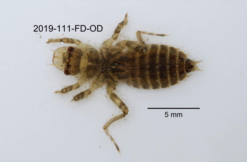 dorsal