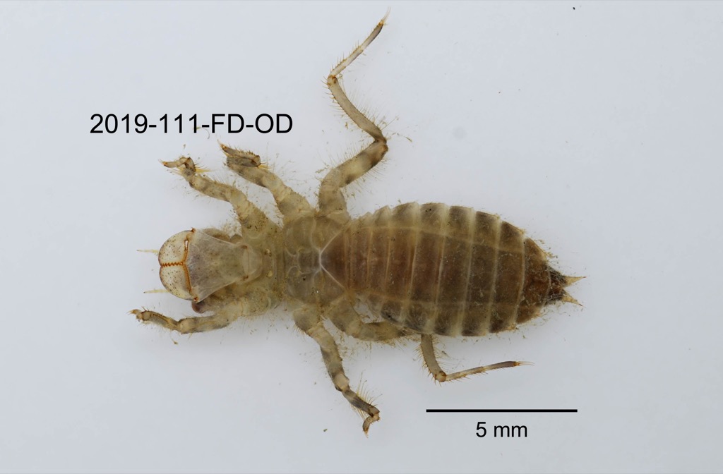 ventral