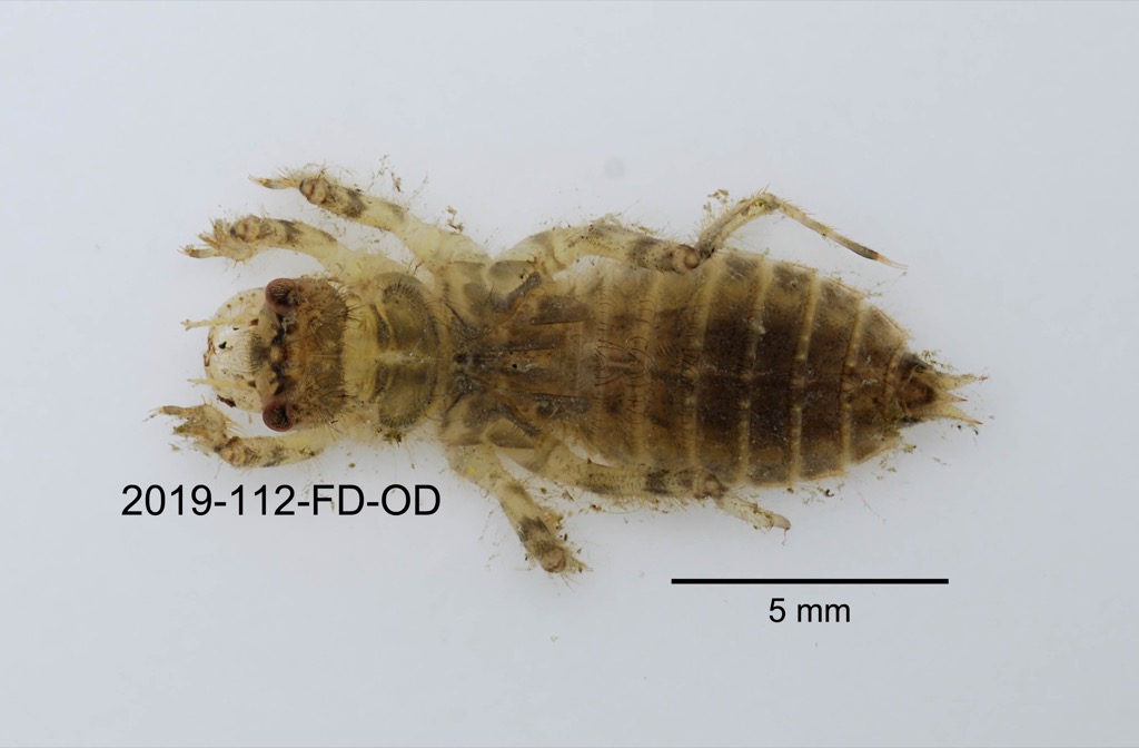dorsal