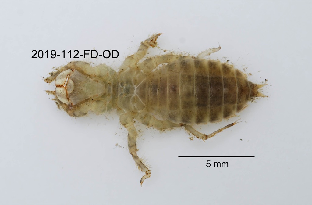 ventral