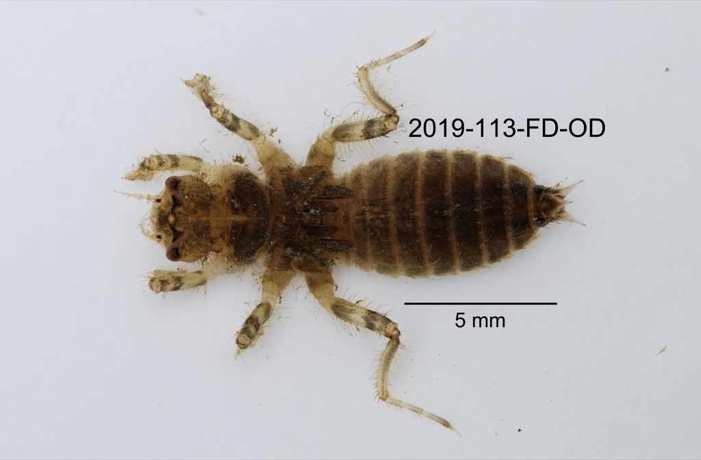 dorsal