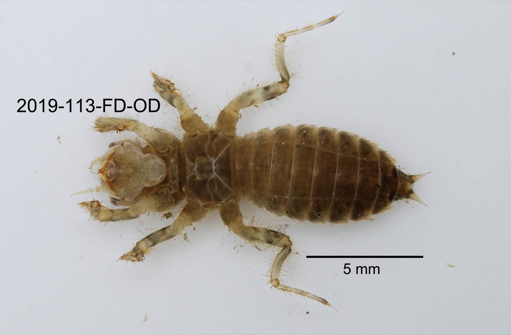 ventral