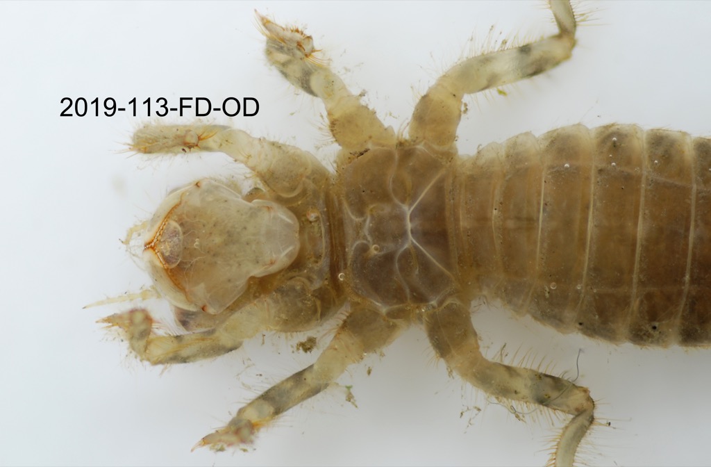mouth ventral