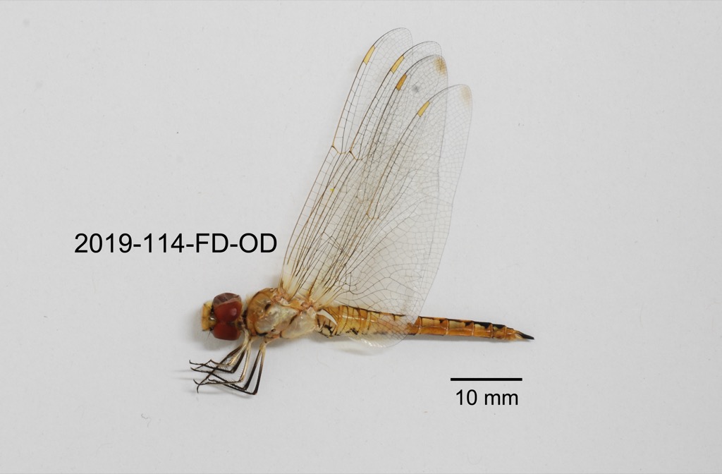 lateral