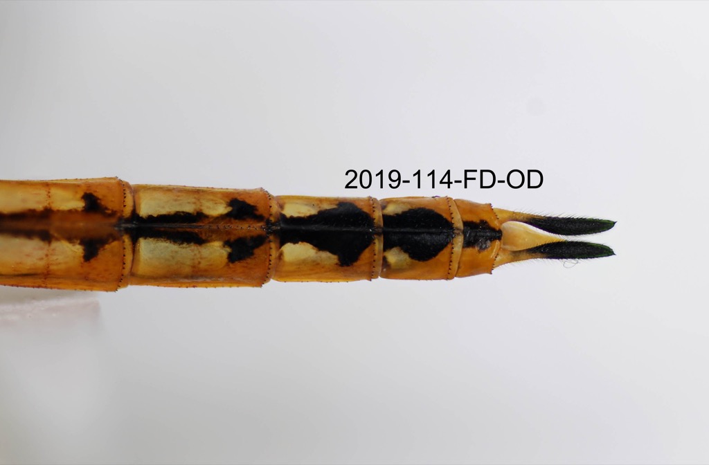 anal appendages dorsal