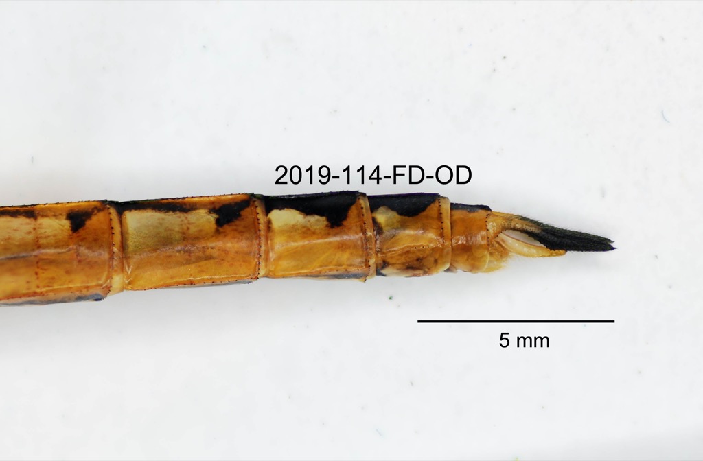 anal appendages lateral