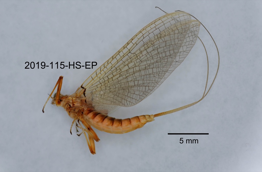 lateral