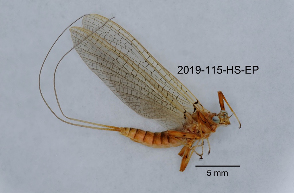 lateral