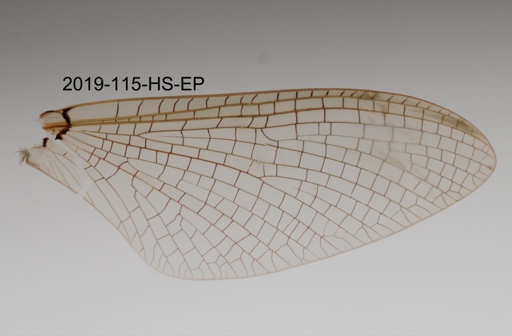 forewing