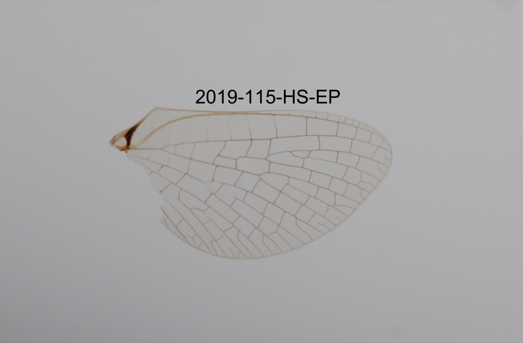 hindwing