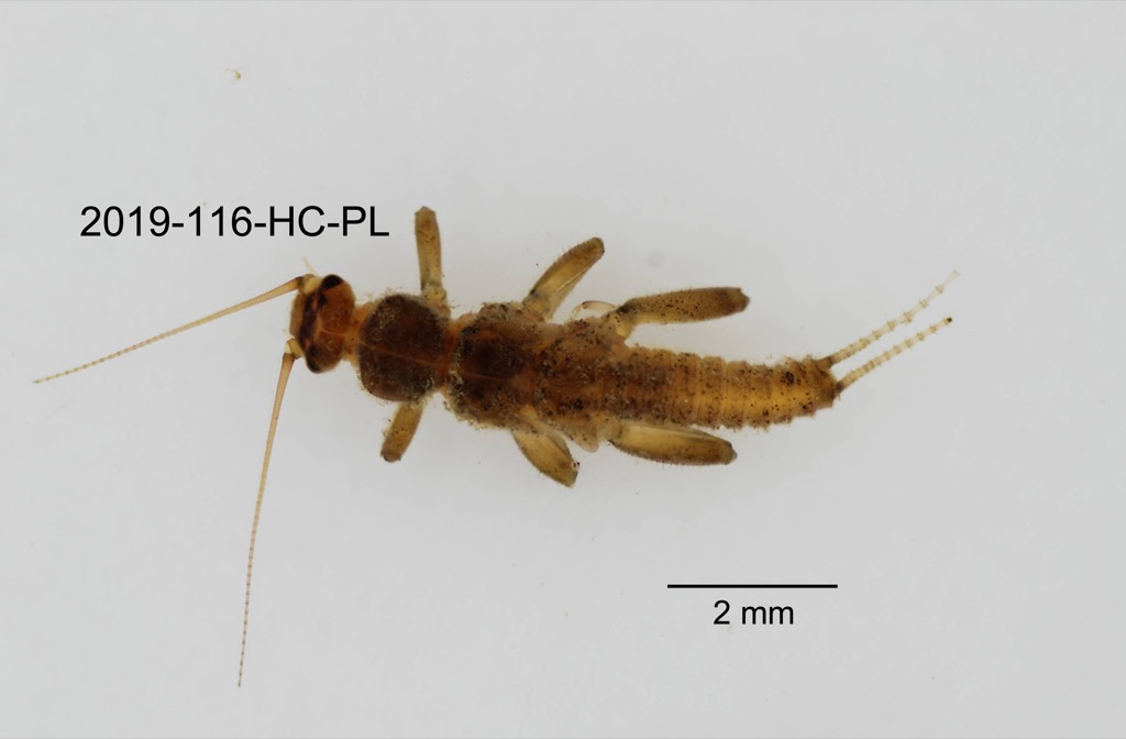 dorsal