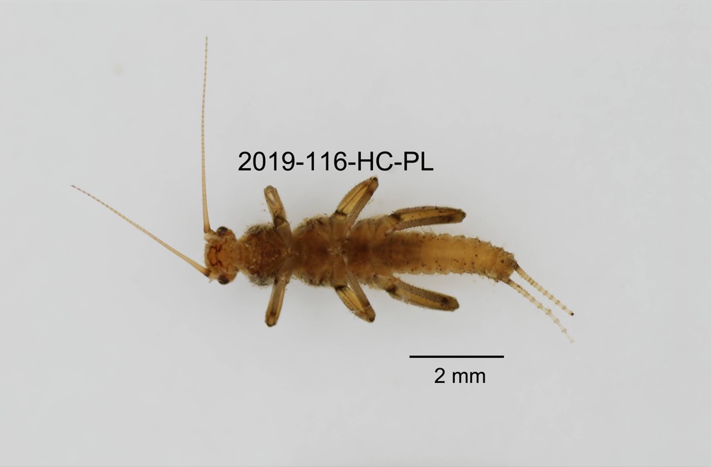 ventral