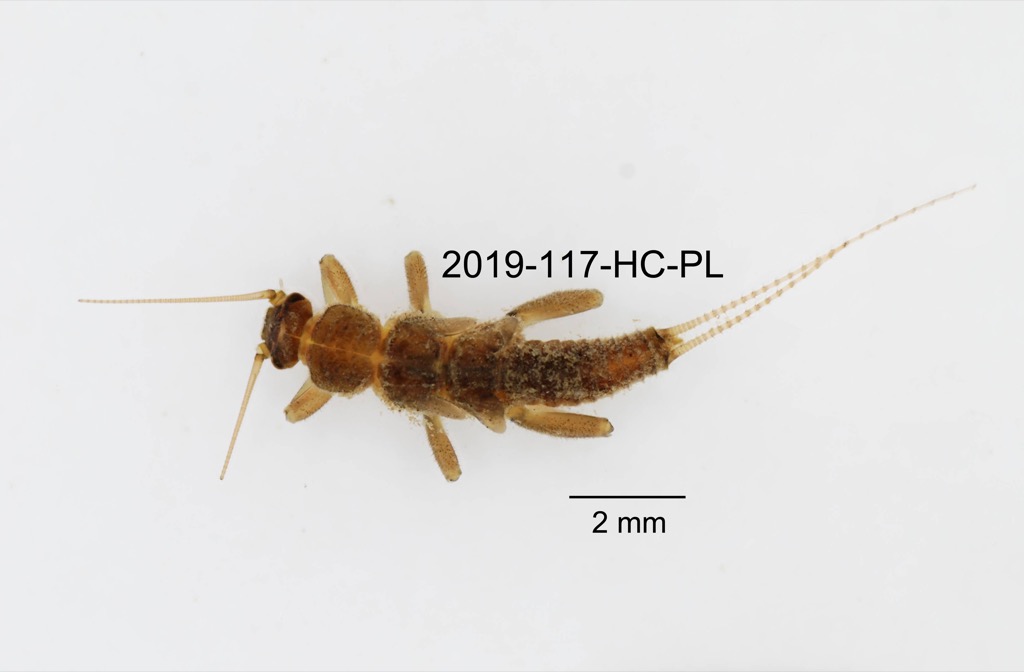 dorsal