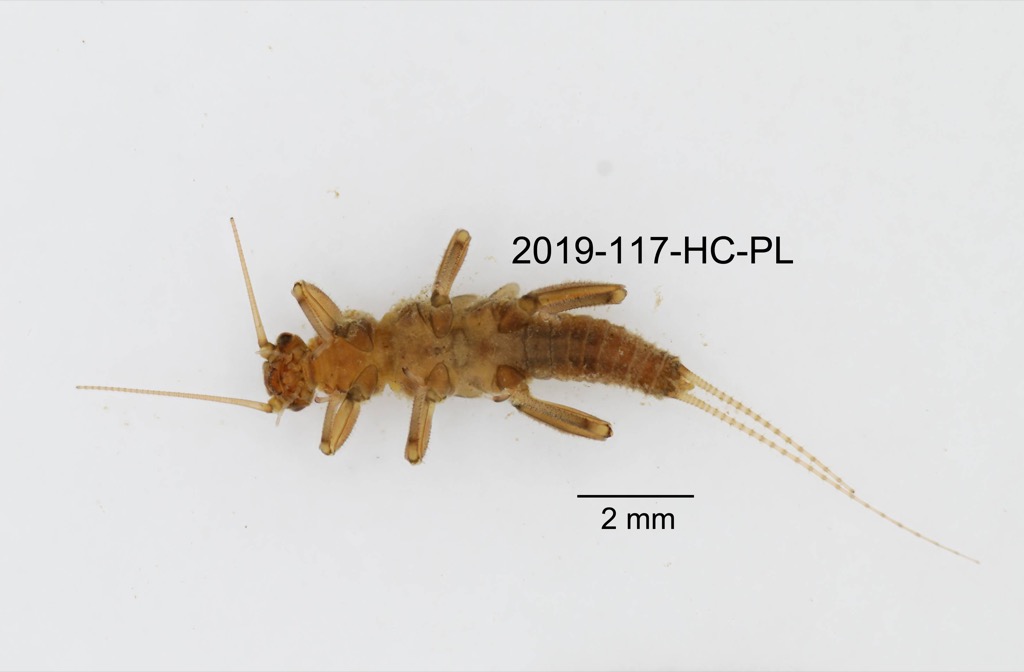 ventral