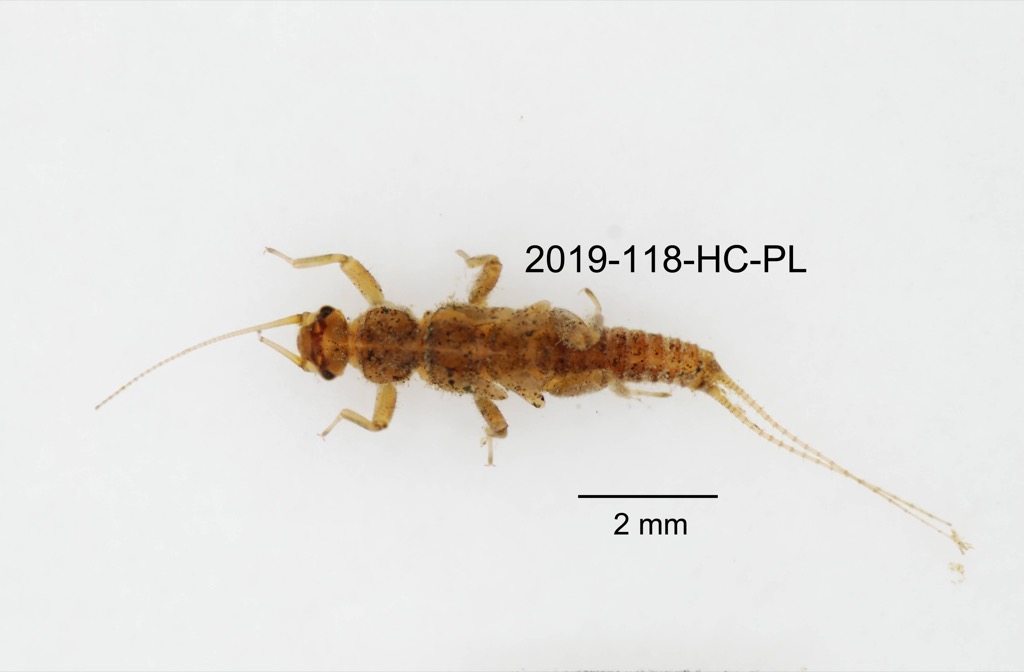 dorsal