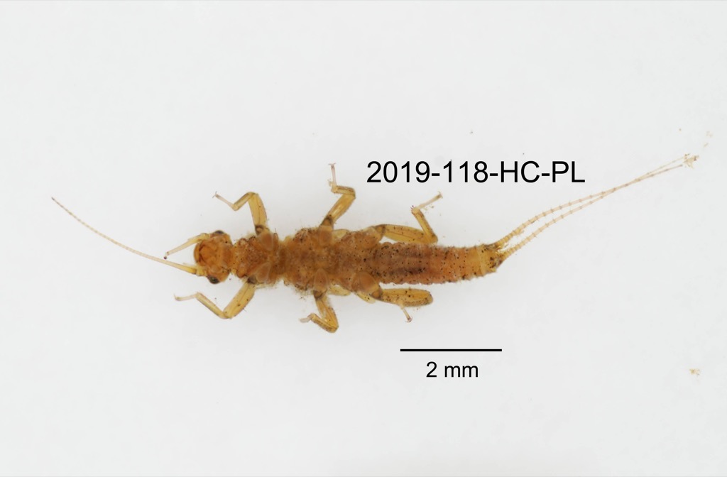 ventral
