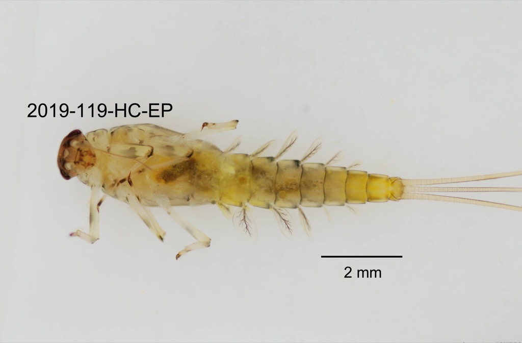 ventral
