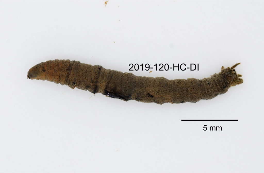 lateral