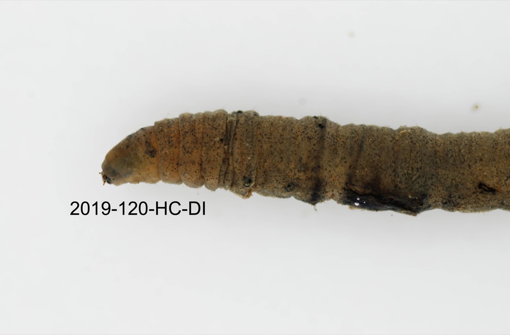 head lateral