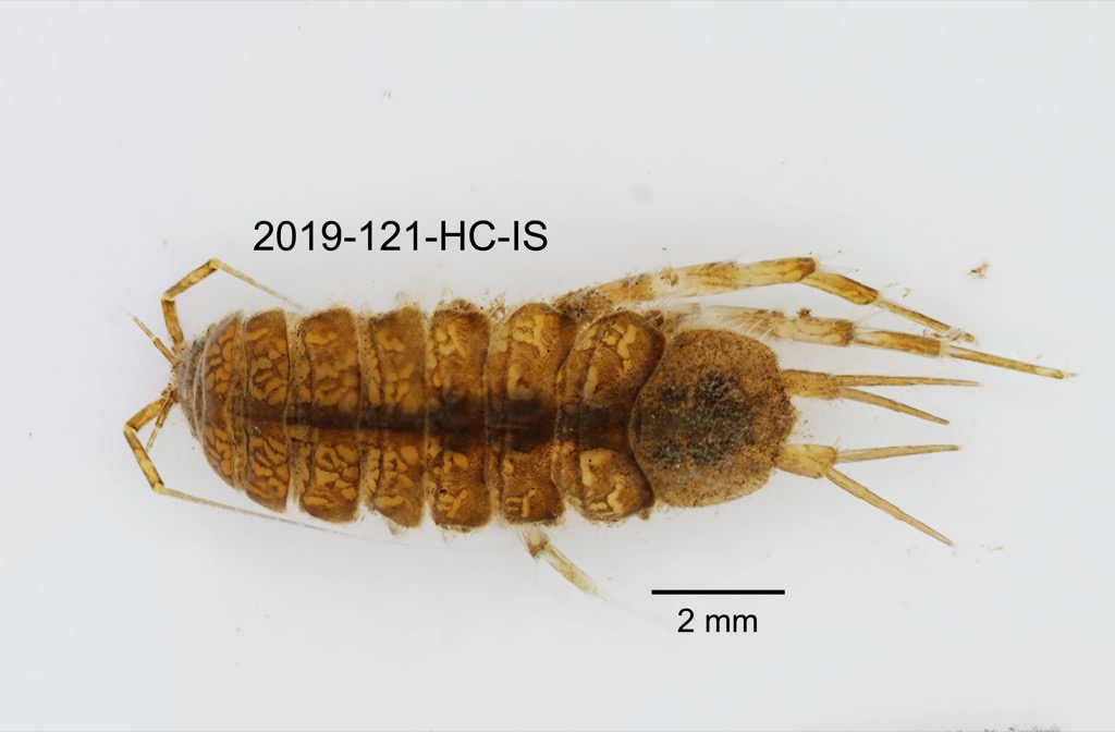 dorsal