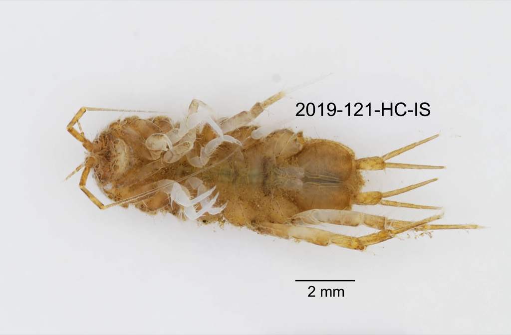 ventral