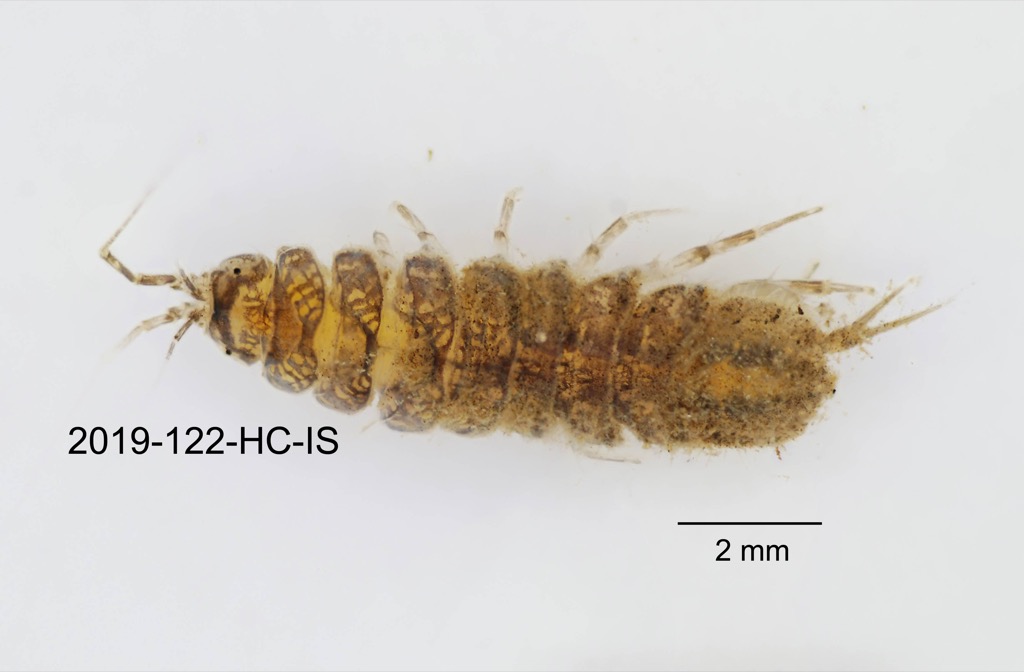 dorsal