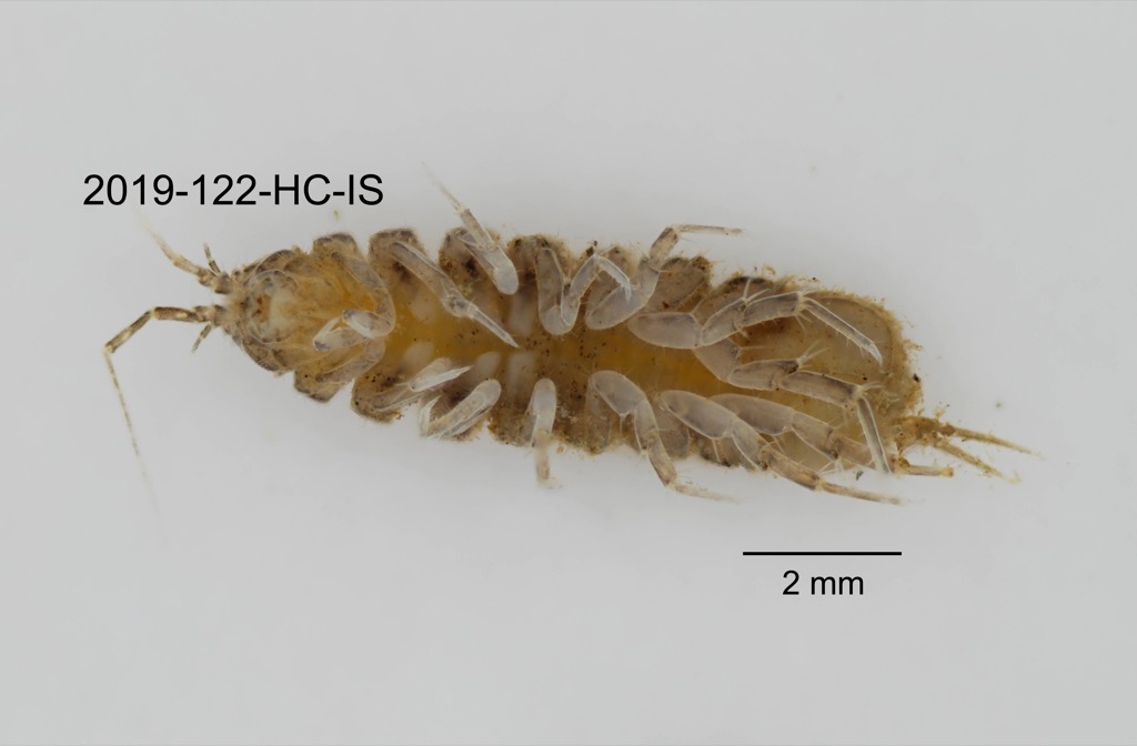 ventral