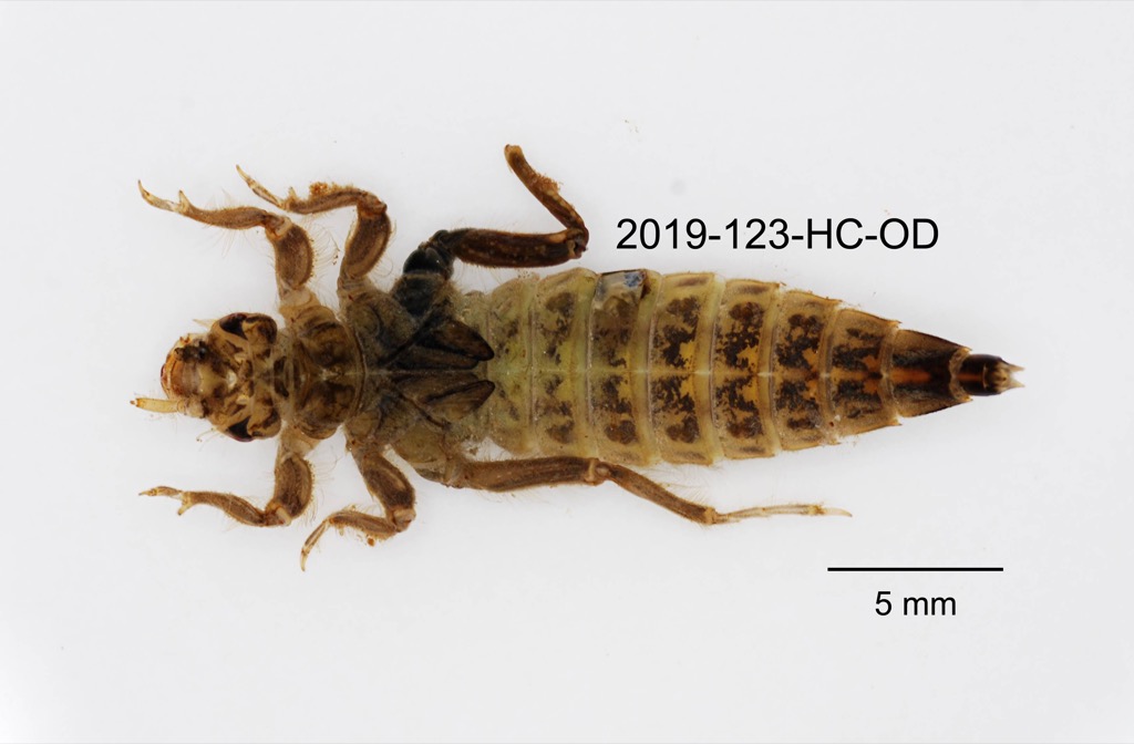dorsal