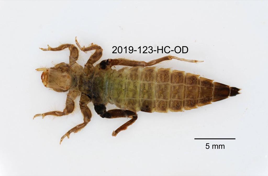 ventral