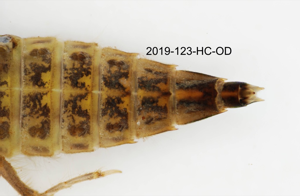 abdominal apex dorsal
