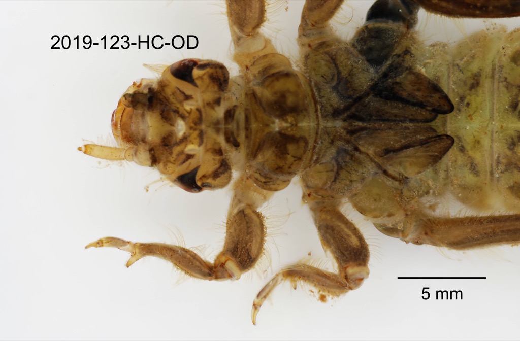 head and thorax dorsal