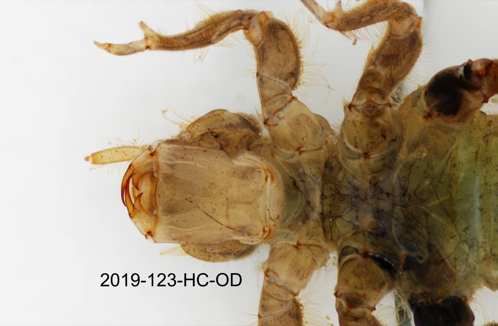 head and thorax ventral