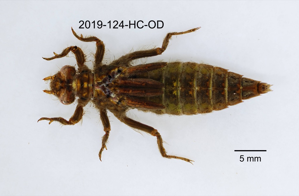 dorsal