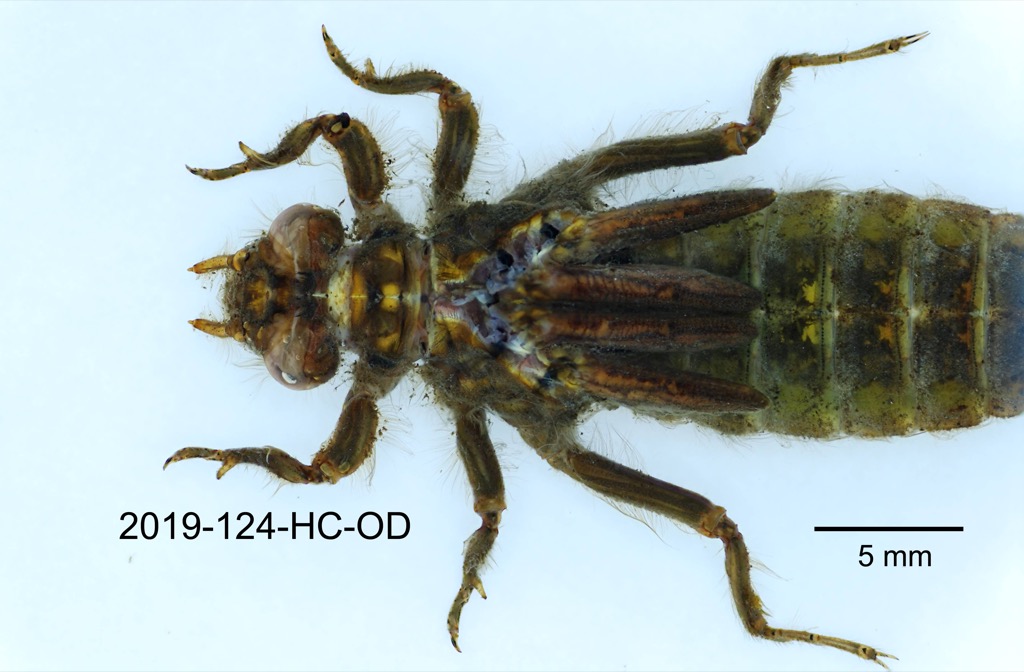 dorsal